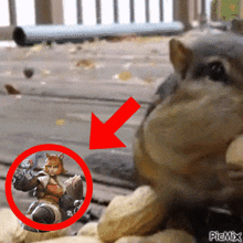 a picture of a squirrel with a red arrow pointing to a picture of a squirrel