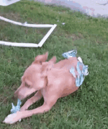 a dog is laying in the grass with a broken picture frame in the background .