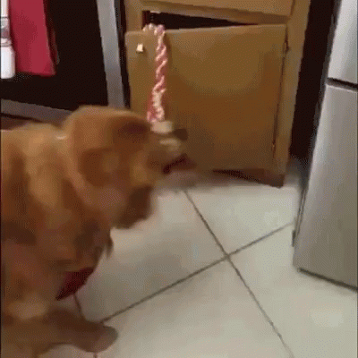 [Image: dog-F...k-you.gif]