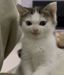 a close up of a white and brown kitten