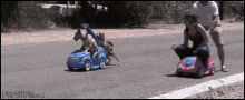 Dogs Race GIF - Dogs Race Car GIFs