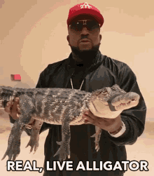 Real Live Alligator Crocodile GIF