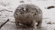 Frog Desert Rain Frog GIF