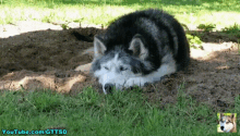 Gttsd Gone To The Snow Dogs GIF - Gttsd Gone To The Snow Dogs Mondays GIFs