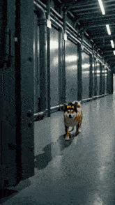 a dog wearing a dea hat is walking down a dark hallway