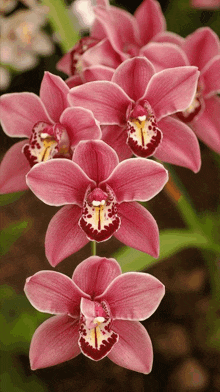 цветы-- орхидеи GIF