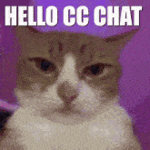 Cat Swag GIF - Cat Swag Hello Chat GIFs