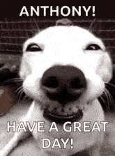 a black and white photo of a dog with the words `` anthony ! have a great day '' written on it .