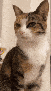 Cat Fwadri GIF - Cat Fwadri GIFs