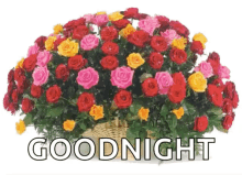 Goodnight Roses GIF