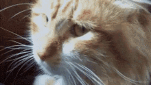 Cat Disgust GIF - Cat Disgust GIFs