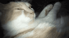 Canaille Banger GIF - Canaille Banger Cat GIFs
