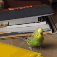 Parakeet Reverse GIF - Parakeet Reverse Card GIFs