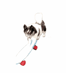 playful running penny board cute dog skateboarding dog