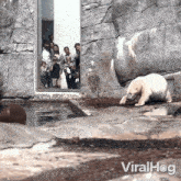 A Polar Bear Jumps In The Water Viralhog GIF