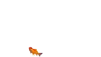a goldfish is swimming in a tank on a white background