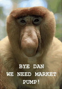 Dan Monkeyleague GIF - Dan Monkeyleague Marketpump GIFs
