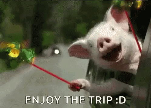 pig happy out car window gif