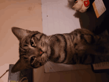 This Cat GIF - This Cat GIFs