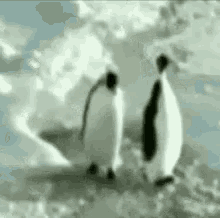 Penguin Shove GIF - Penguin Shove Push GIFs