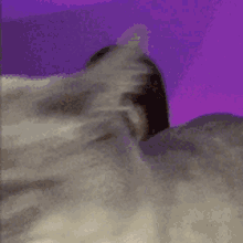 a close up of a cat 's face with purple background .
