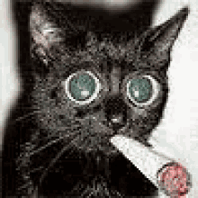 cats fluffy pet smoking weed