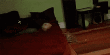 Pig Cat GIF - Pig Cat Chase GIFs