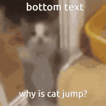 Why Is Cat Jump This Cat Is Spicy GIF - Why Is Cat Jump This Cat Is Spicy GIFs