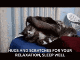 Cats Slothes GIF - Cats Slothes Cute GIFs