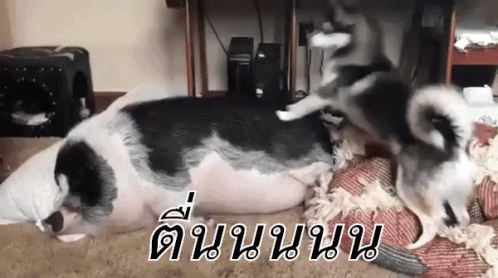 ตื่นนนน หมูนอน ปลุก GIF - Wake Up Sleeping Pig Dog GIFs