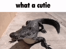 a picture of an alligator with the words what a cutie below it