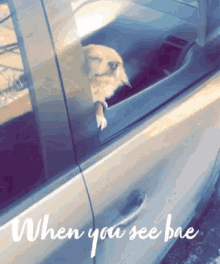 Chihuahua Bae GIF - Chihuahua Bae When You See Bae GIFs