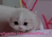 Sweetpea Kitten GIF - Sweetpea Kitten GIFs