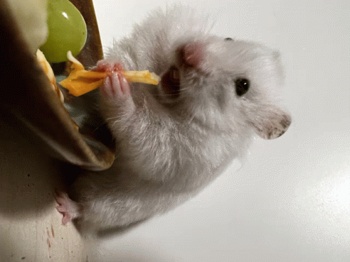 cute teddy bear hamsters eating