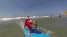 Surfing Dog GIF - Dog Surfing Animals GIFs