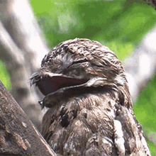 Potoo Bird GIF - Potoo Bird Yawn GIFs