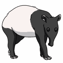 tapir asian tapir indian tapir malayan tapir malay tapir