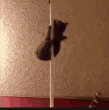Stripper Poledance GIF - Stripper Poledance Cat GIFs