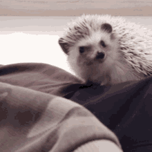 Hedgehog Hedgie GIF - Hedgehog Hedgie Hedgehog Winking GIFs