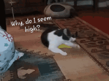 Cat Catnip GIF - Cat Catnip High GIFs