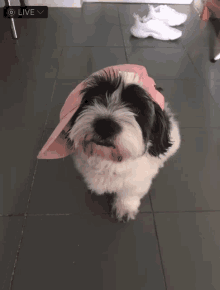 a small black and white dog wearing a pink baseball cap