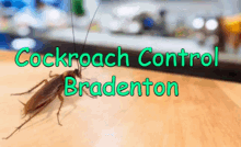 Cockroach Control Bradenton Insect GIF - Cockroach Control Bradenton Insect Disinfect GIFs