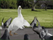 duck dance dancing moves