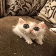 a white and orange kitten is sitting on a couch looking up at the camera .