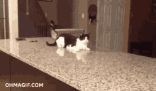Wtf Did You Just Say??! GIF - Cats Lol GIFs