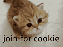 Cookie Join For Cookie GIF - Cookie Join For Cookie Cat Join For Cookie GIFs
