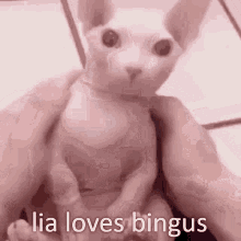 Bingus Lia Loves GIF - Bingus Lia Loves Lia Loves Bingus GIFs