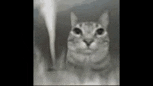 Air Cat Troll Hood GIF - Air Cat Troll Hood GIFs