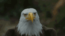 Peacemaker Eaglie GIF - Peacemaker Eaglie GIFs