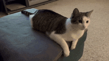 a gray and white cat laying on a couch